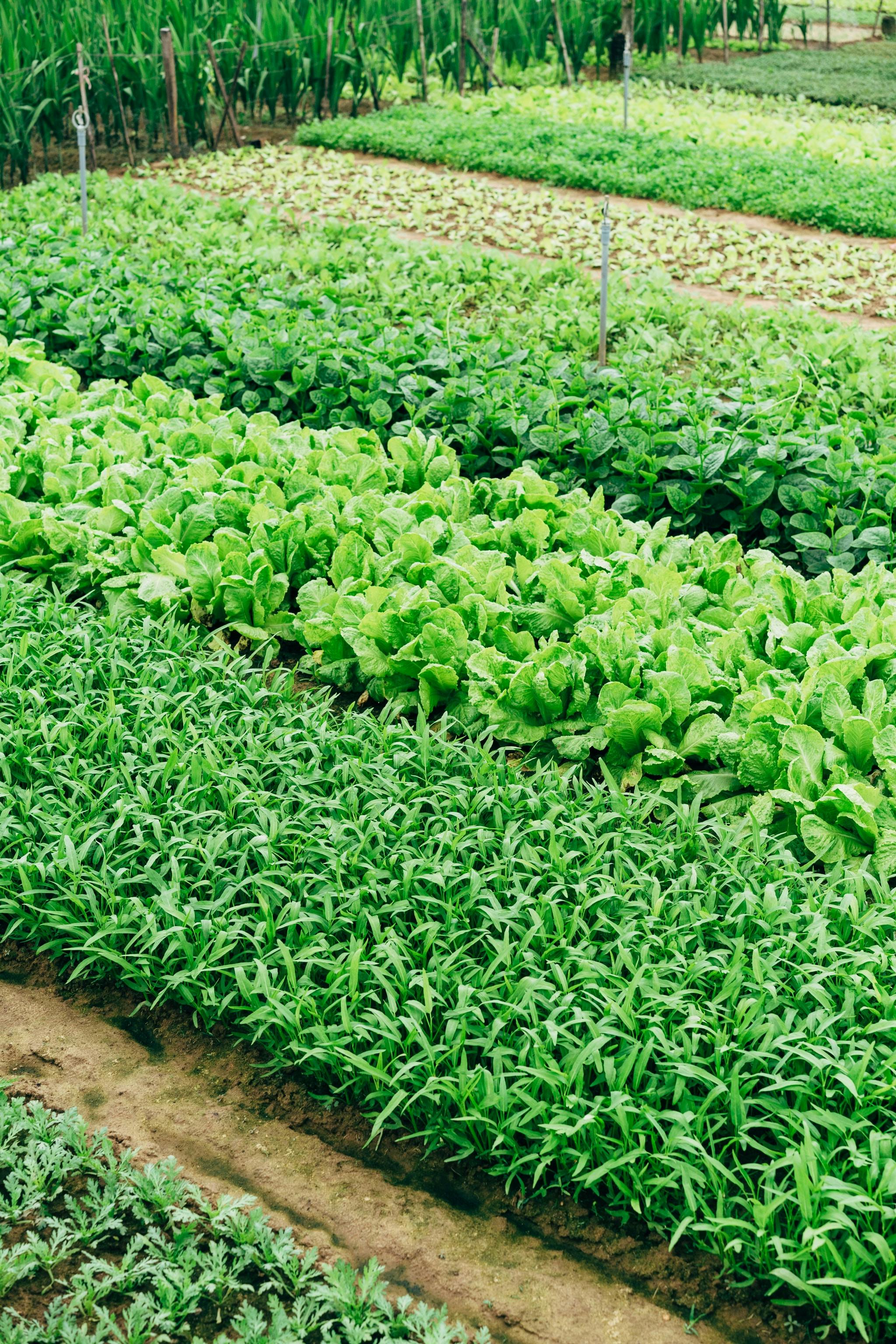 Lush rows of lettuce and greens growing in a productive garden