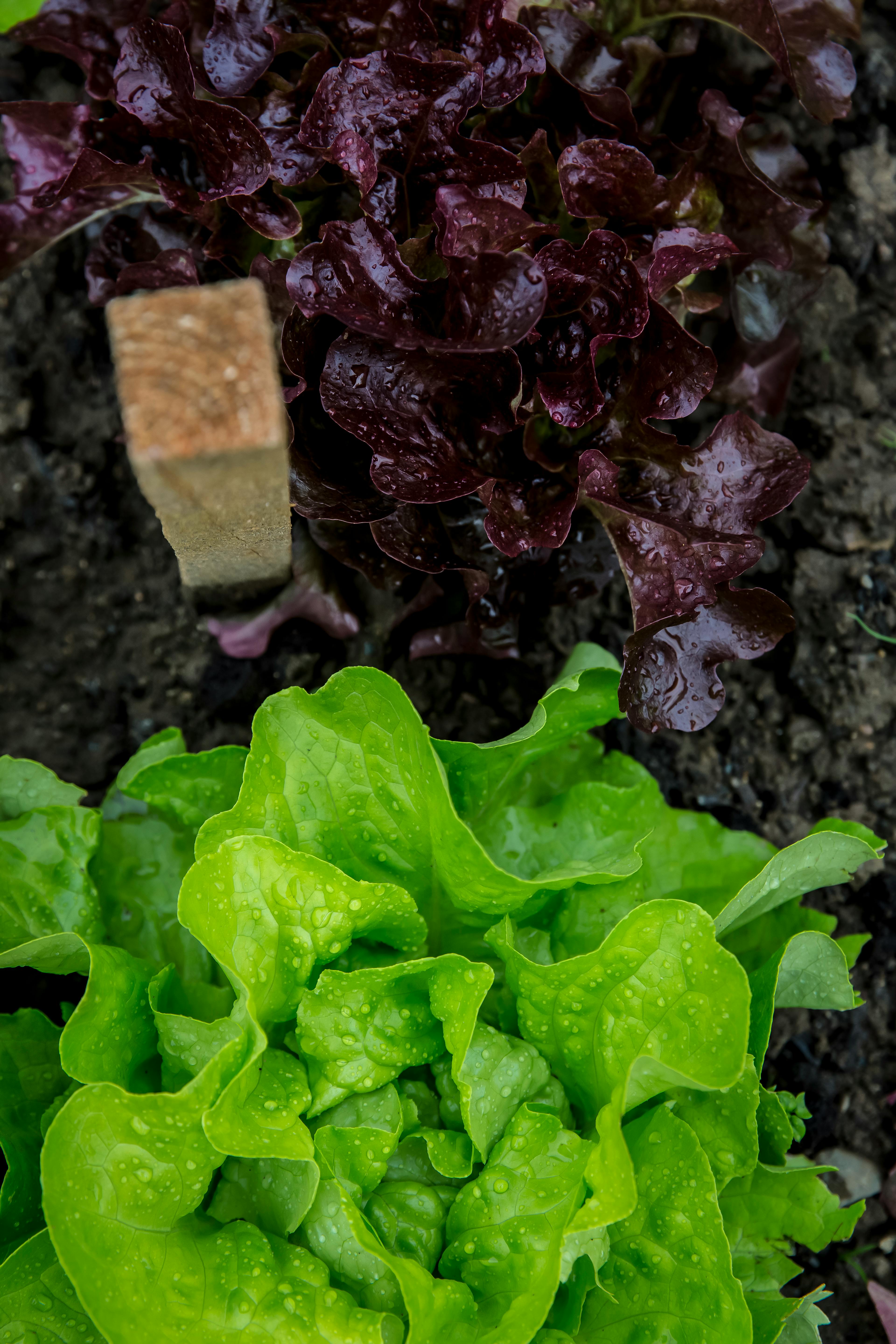 Red and green lettuce heads with water droplets, overhead view