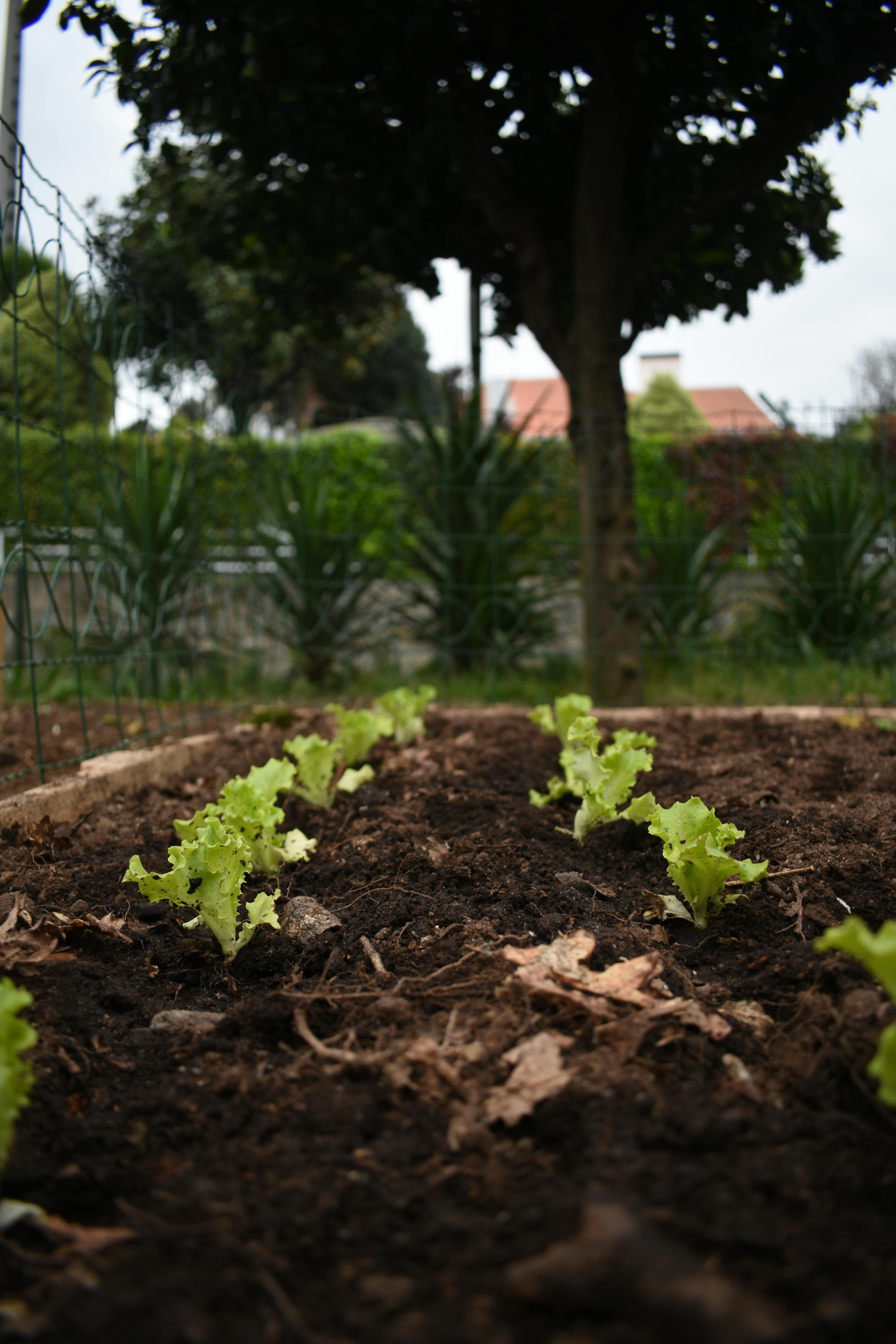 Small lettuce seedlings growing in a backyard raised bed
